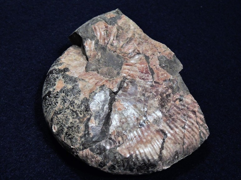 Image for AMMONITE PETRIFIED WOOD SHELL FOSSIL CRYSTALS