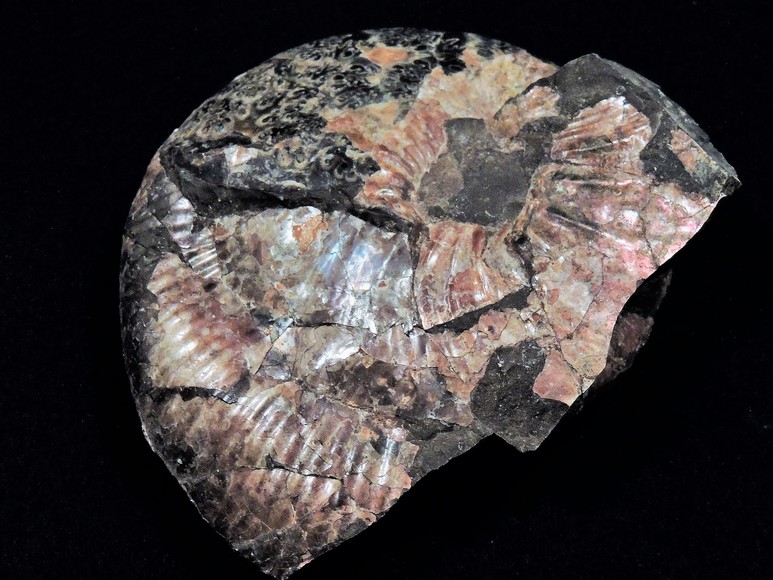 Image for AMMONITE PETRIFIED WOOD SHELL FOSSIL CRYSTALS