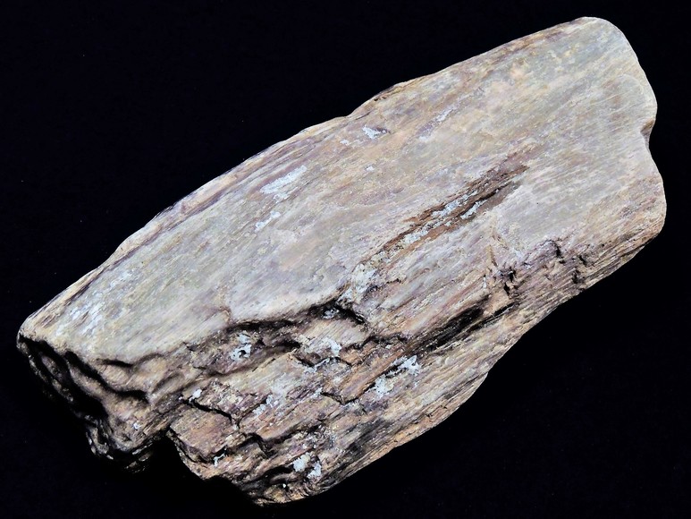 Image for AMMONITE PETRIFIED WOOD SHELL FOSSIL CRYSTALS