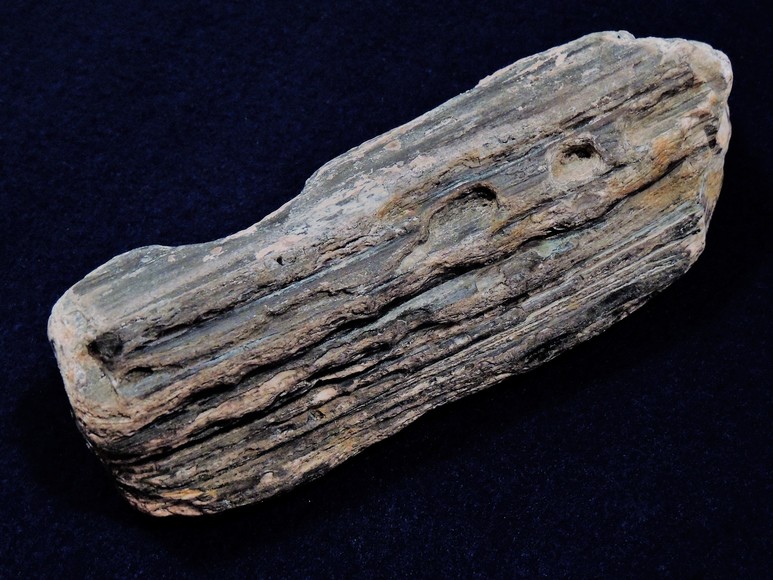 Image for AMMONITE PETRIFIED WOOD SHELL FOSSIL CRYSTALS