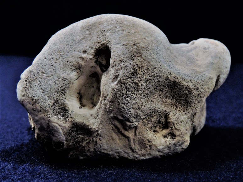 Image for AMMONITE PETRIFIED WOOD SHELL FOSSIL CRYSTALS