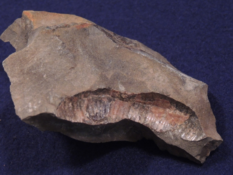 Image for AMMONITE PETRIFIED WOOD SHELL FOSSIL CRYSTALS