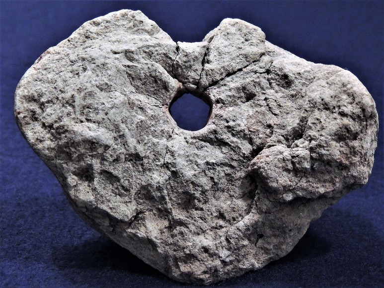 Image for AMMONITE PETRIFIED WOOD SHELL FOSSIL CRYSTALS