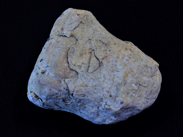 Image for AMMONITE PETRIFIED WOOD SHELL FOSSIL CRYSTALS