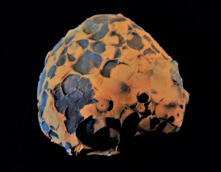 Image for AMMONITE PETRIFIED WOOD SHELL FOSSIL CRYSTALS