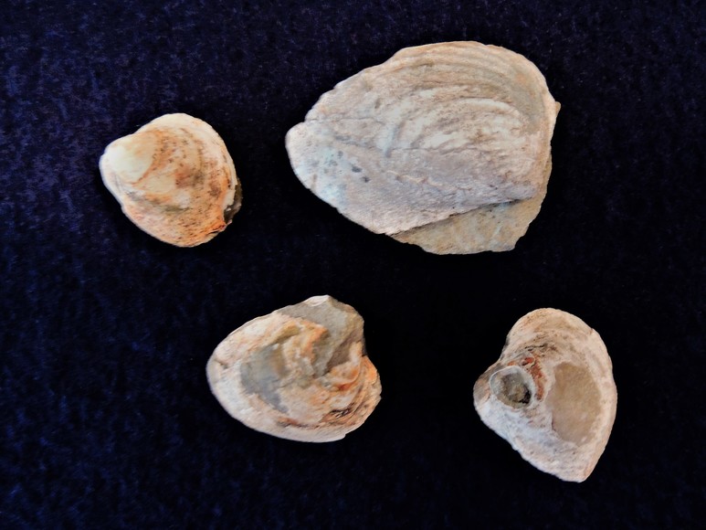 Image for AMMONITE PETRIFIED WOOD SHELL FOSSIL CRYSTALS