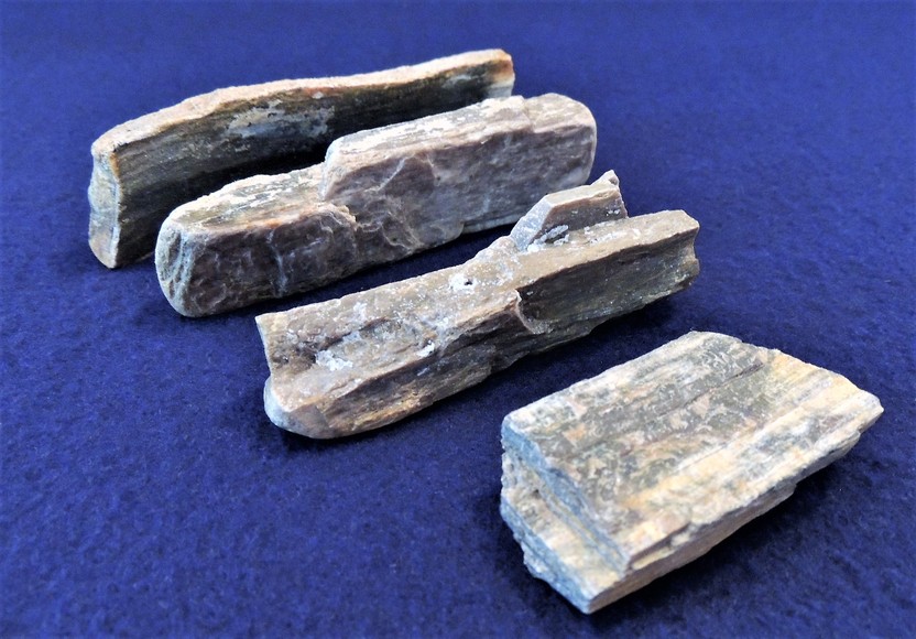 Image for AMMONITE PETRIFIED WOOD SHELL FOSSIL CRYSTALS