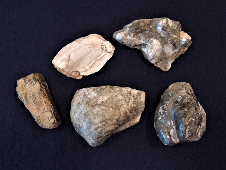 Image for AMMONITE PETRIFIED WOOD SHELL FOSSIL CRYSTALS