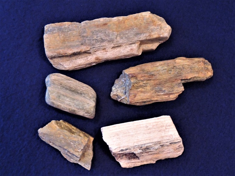 Image for AMMONITE PETRIFIED WOOD SHELL FOSSIL CRYSTALS