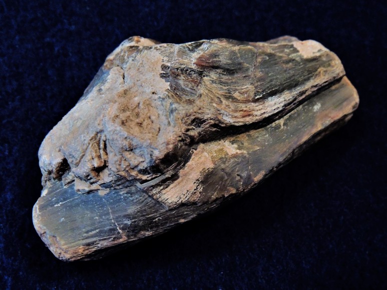 Image for AMMONITE PETRIFIED WOOD SHELL FOSSIL CRYSTALS