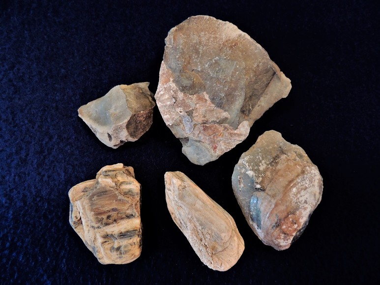 Image for AMMONITE PETRIFIED WOOD SHELL FOSSIL CRYSTALS