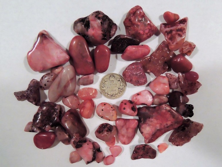 Image for AMMONITE PETRIFIED WOOD SHELL FOSSIL CRYSTALS