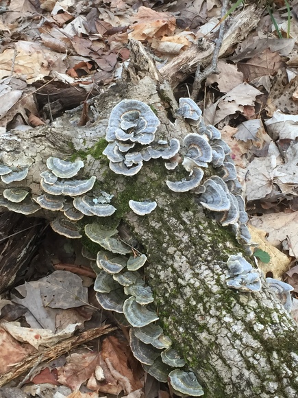 Image for 114 Acres / Morgan Rd., Rockvale, TN 37153