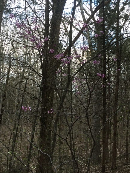 Image for 114 Acres / Morgan Rd., Rockvale, TN 37153