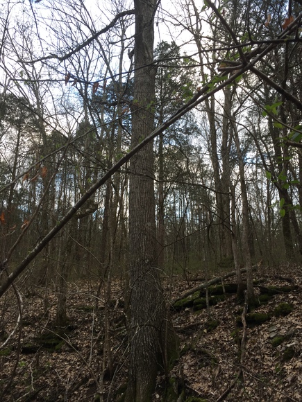 Image for 114 Acres / Morgan Rd., Rockvale, TN 37153