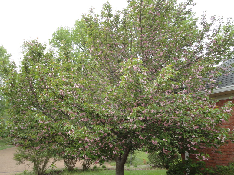 Image for 3245 Thoroughbred Dr., Hermitage, TN 37076