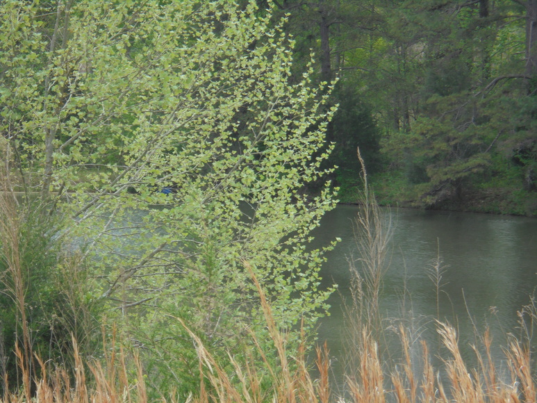 Image for 25.87 AC Vacant Land Auction (Forest Oaks Area)