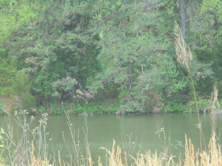 Image for 25.87 AC Vacant Land Auction (Forest Oaks Area)