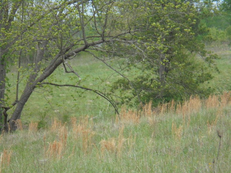 Image for 25.87 AC Vacant Land Auction (Forest Oaks Area)