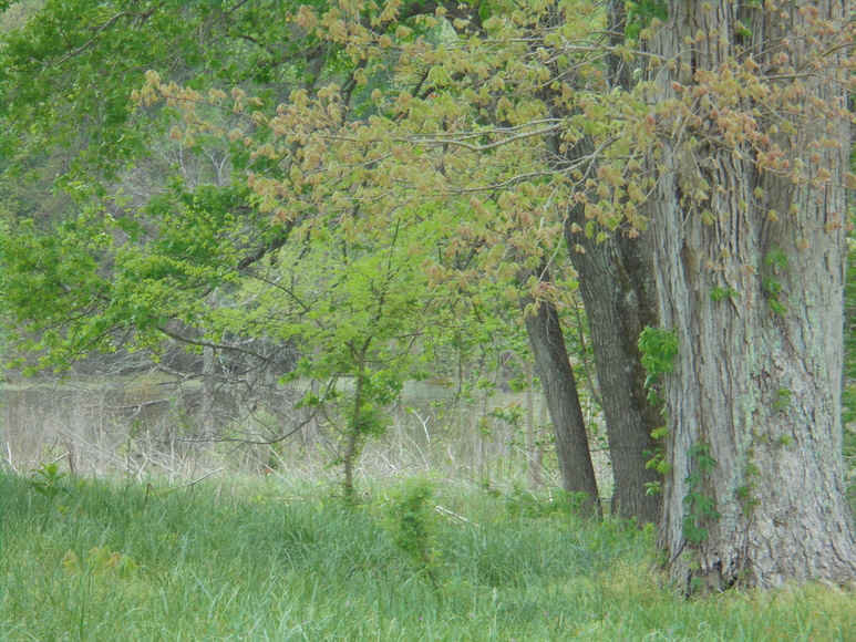 Image for 25.87 AC Vacant Land Auction (Forest Oaks Area)