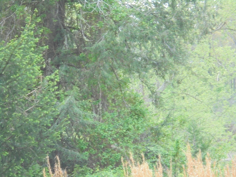 Image for 25.87 AC Vacant Land Auction (Forest Oaks Area)