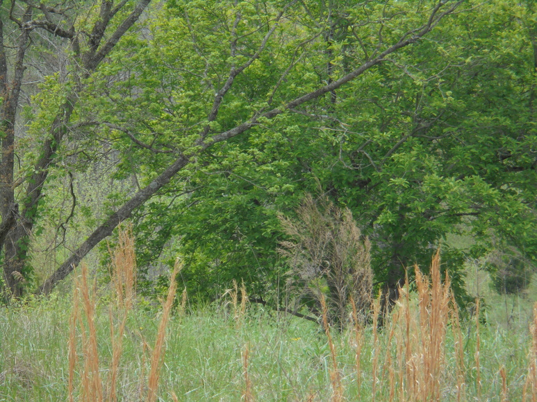 Image for 25.87 AC Vacant Land Auction (Forest Oaks Area)