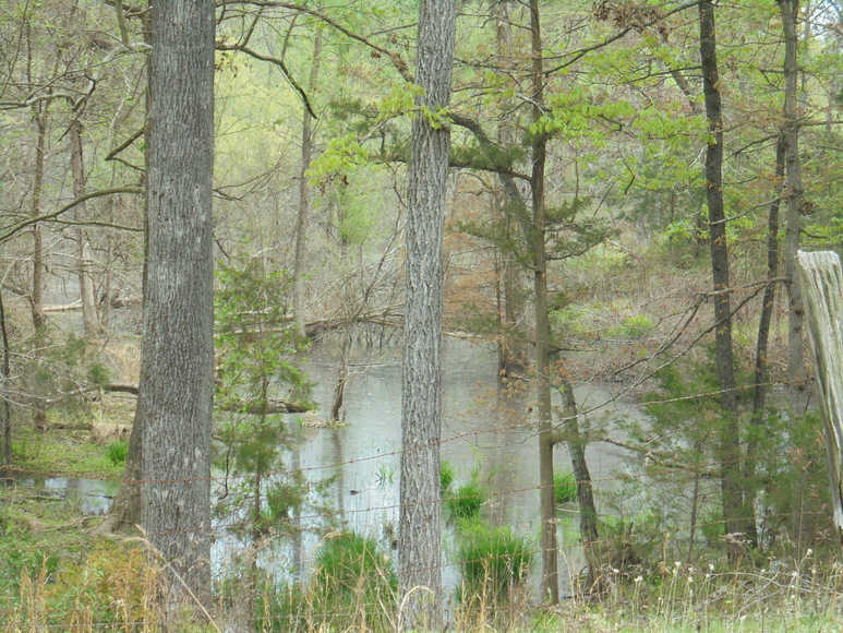 Image for 25.87 AC Vacant Land Auction (Forest Oaks Area)