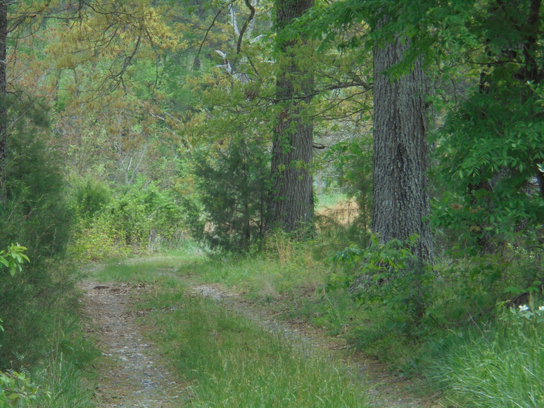 Image for 25.87 AC Vacant Land Auction (Forest Oaks Area)