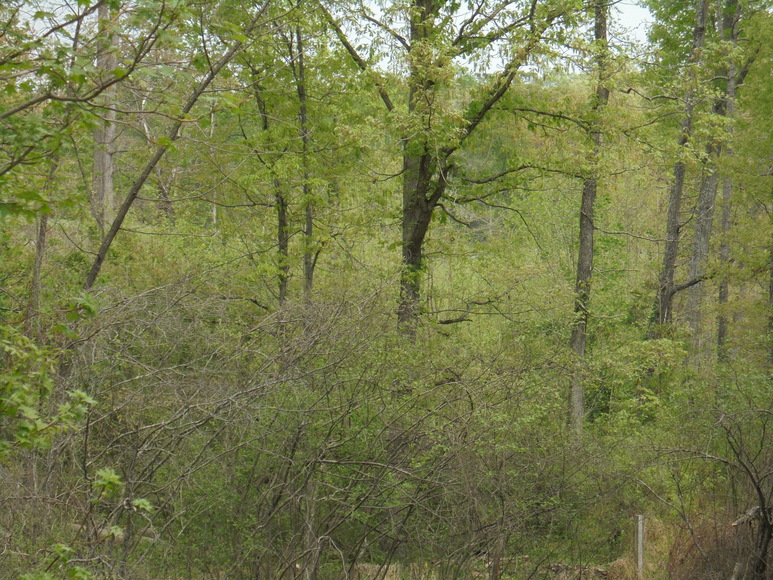 Image for 25.87 AC Vacant Land Auction (Forest Oaks Area)