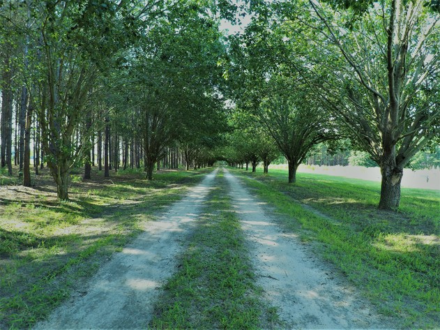 Image for Quiet Country Living on 16+/- Acres Located in Colquitt County, Georgia
