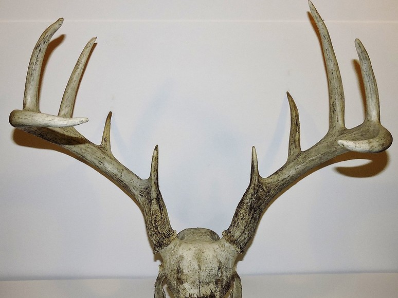 Image for ARROWHEADS AND ANTLERS