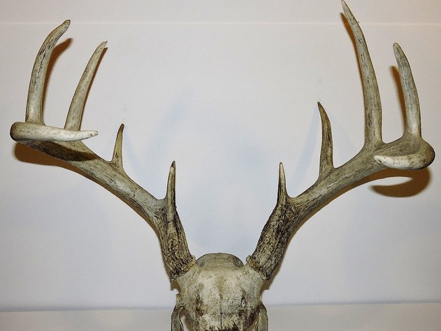 Image for ARROWHEADS AND ANTLERS