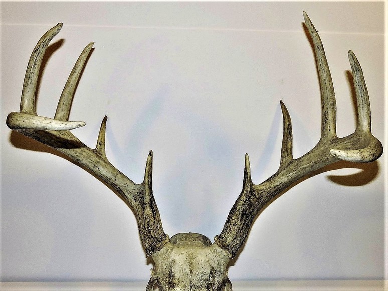 Image for ARROWHEADS AND ANTLERS