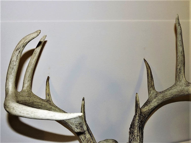 Image for ARROWHEADS AND ANTLERS