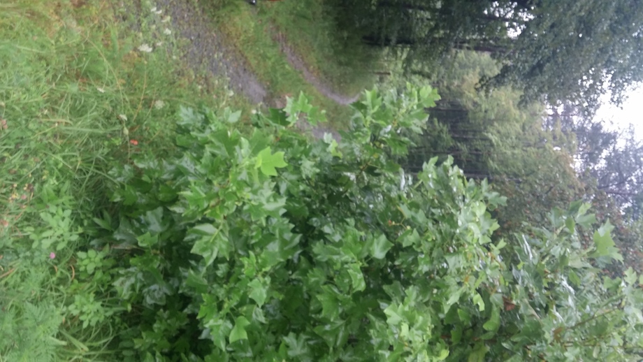 Image for 12 Acres in Cana, Virginia