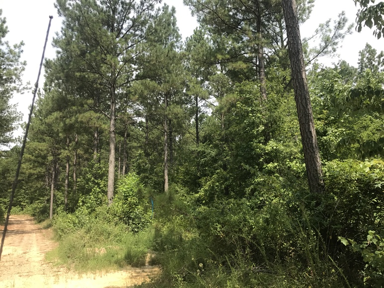 Timber Parcel 5 +/- Acre Timber Parcel--Sells to the Highest Bidder!! ONLINE ONLY ...