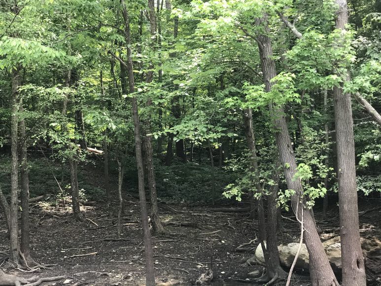 Image for 1.11 /- Acre Building Lot on Kerr Lake/Buggs Island Lake--ONLINE ONLY BIDDING!!