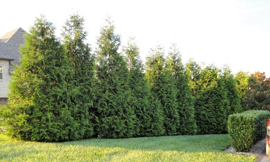 Image for 7227 Magnolia Valley Drive, Eagleville, TN  37060