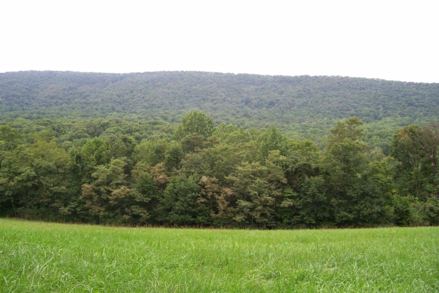Image for 988 +/- ACRES in the FOOTHILLS of the ALLEGHENY MOUNTAINS OFFERED in 9 TRACTS