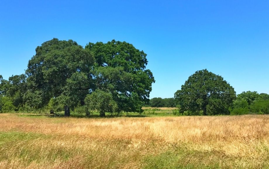 Image for 11,831 +/-  Acres of East Texas Farm & Ranch Land