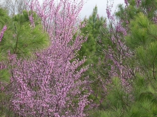 Image for Auctioning Three Tracts of Land on the Staunton River!