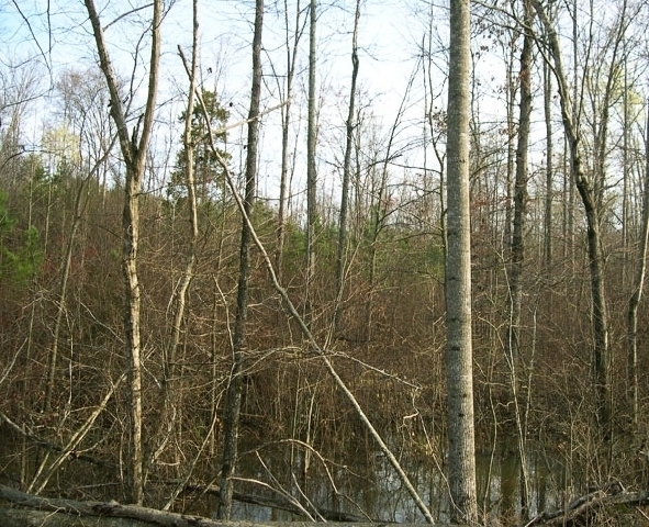 Image for Auctioning Three Tracts of Land on the Staunton River!