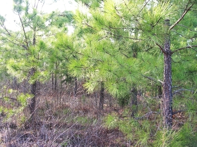 Image for Auctioning Three Tracts of Land on the Staunton River!