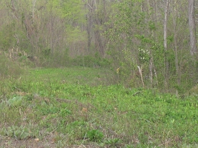 Image for Auctioning Three Tracts of Land on the Staunton River!