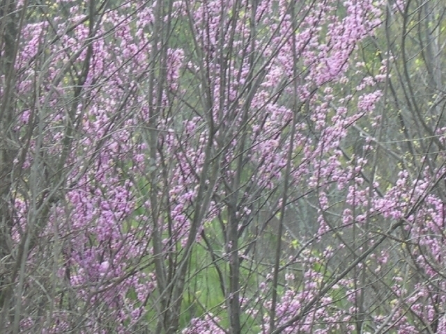 Image for Auctioning Three Tracts of Land on the Staunton River!