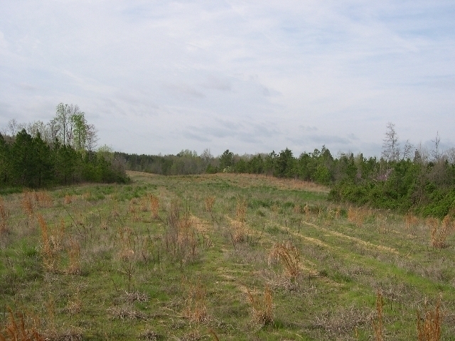 Image for Auctioning Three Tracts of Land on the Staunton River!