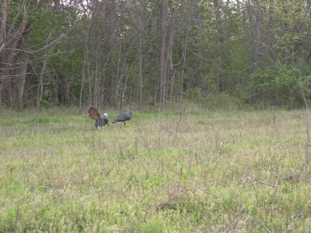 Image for Auctioning Three Tracts of Land on the Staunton River!