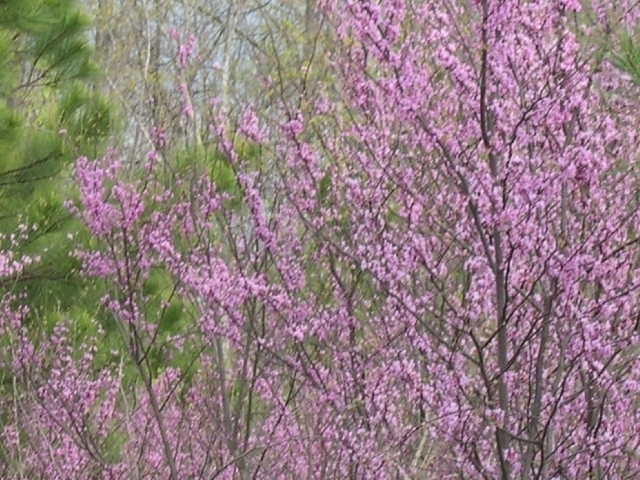 Image for Auctioning Three Tracts of Land on the Staunton River!