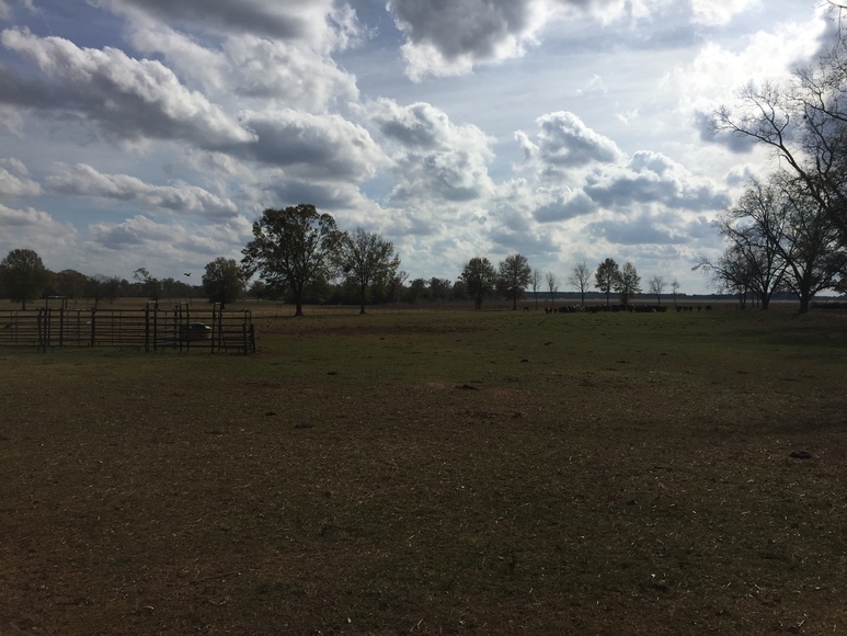 Image for Now Selling at Absolute Auction! 110 +/- Acre Cattle Farm Located in Shellman, Georgia