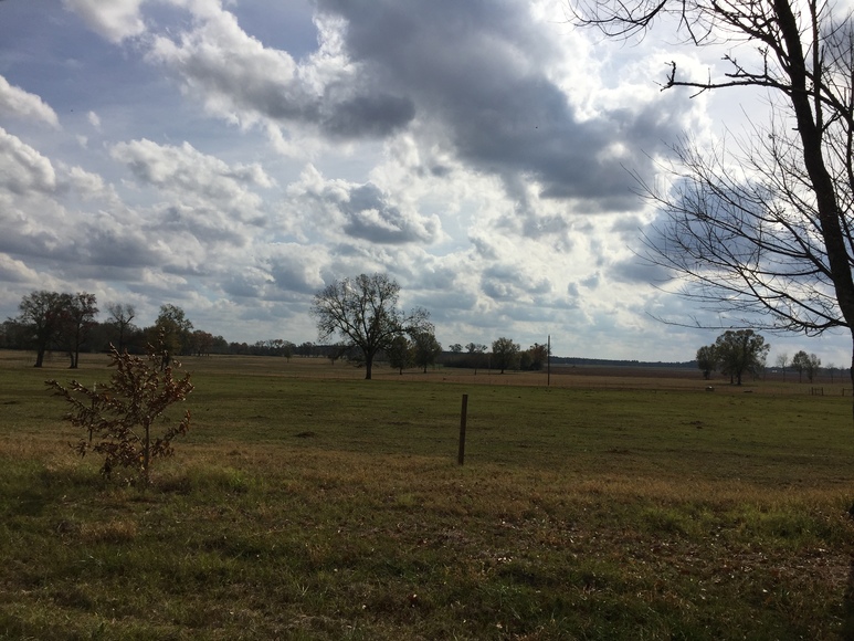 Image for Now Selling at Absolute Auction! 110 +/- Acre Cattle Farm Located in Shellman, Georgia